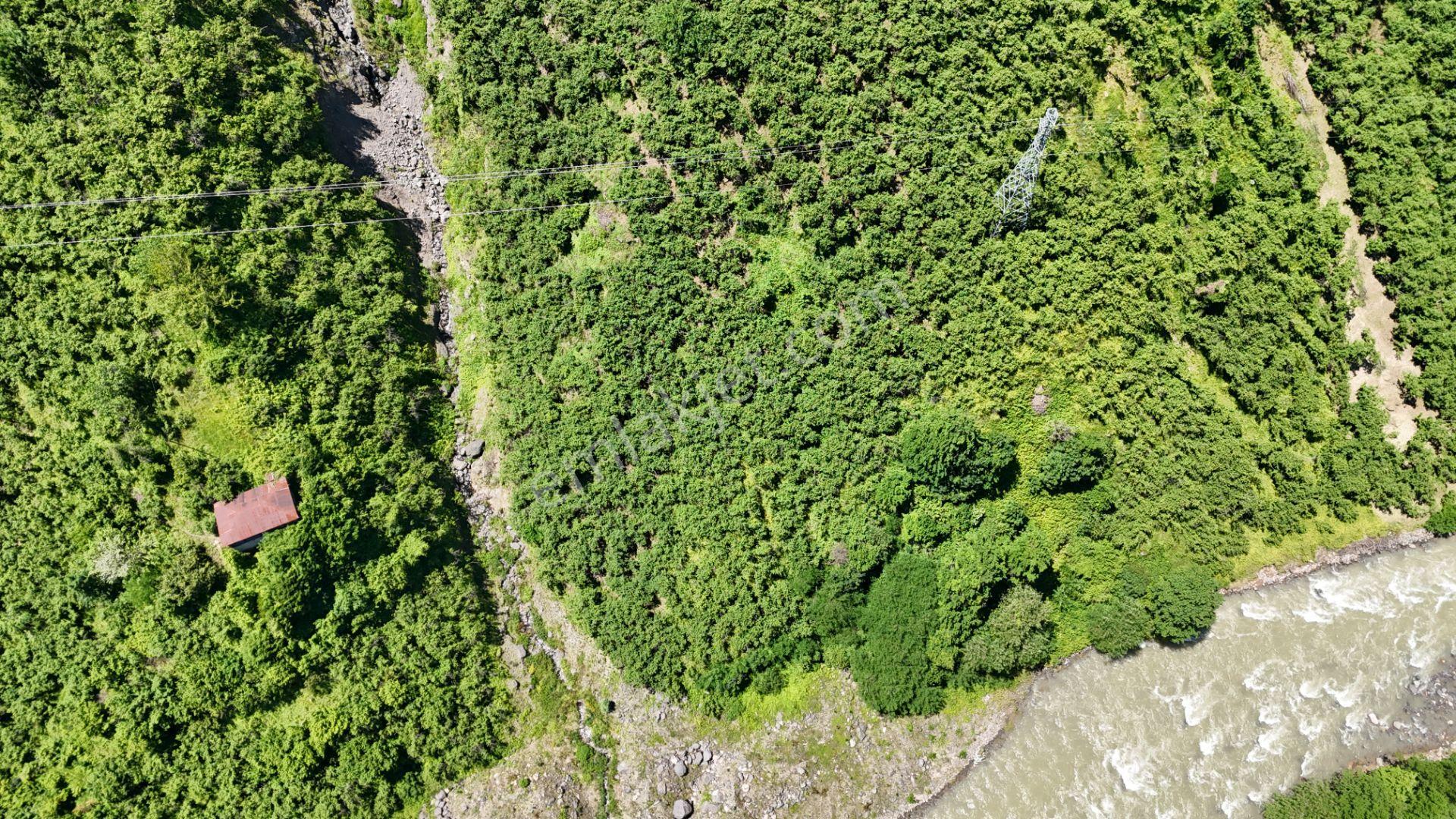 Altın Emlak Giresun'dan Çağlayanda 18.9 Dönüm Satılık Fındık Bahçesi - Görsel 10