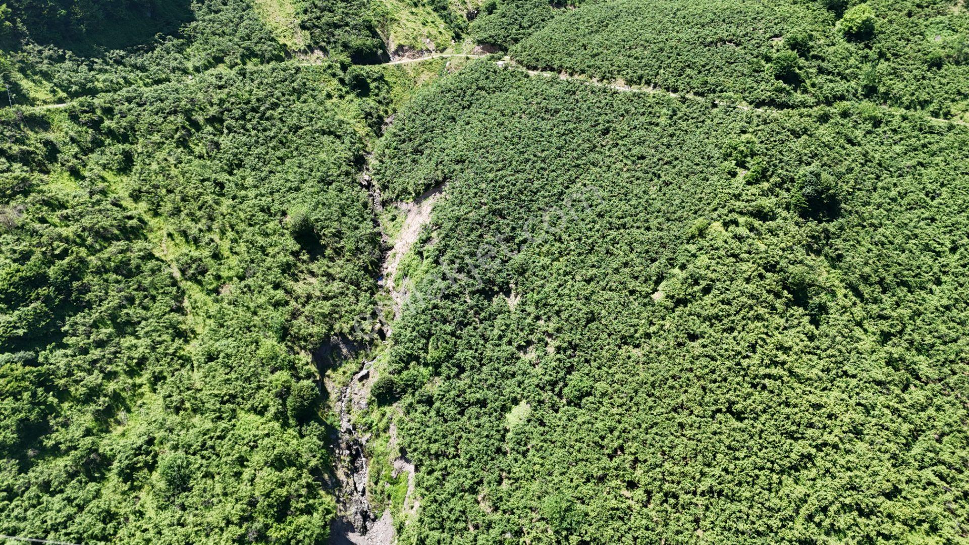 Altın Emlak Giresun'dan Çağlayanda 18.9 Dönüm Satılık Fındık Bahçesi - Görsel 9
