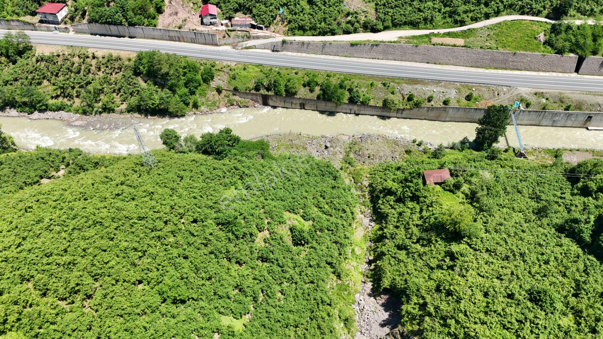 Altın Emlak Giresun'dan Çağlayanda 18.9 Dönüm Satılık Fındık Bahçesi - Görsel 8