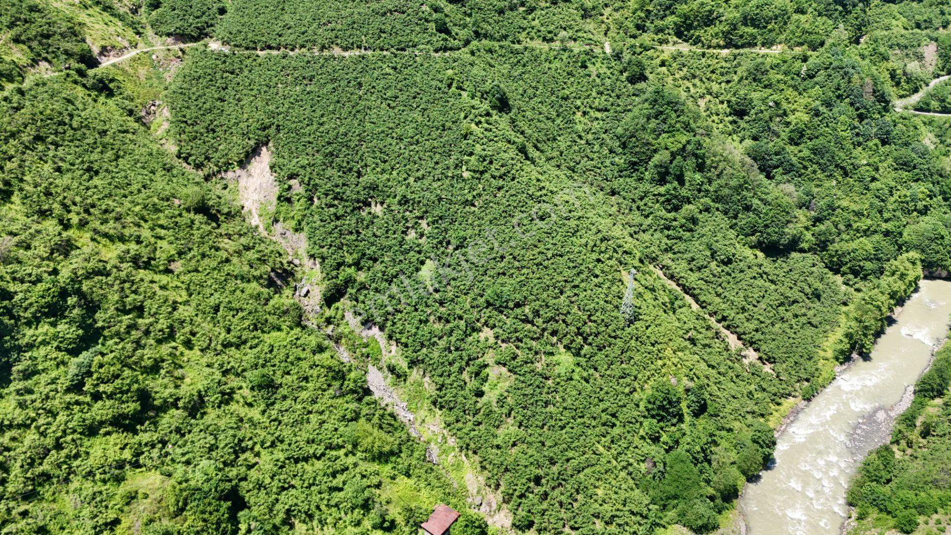 Altın Emlak Giresun'dan Çağlayanda 18.9 Dönüm Satılık Fındık Bahçesi - Görsel 5