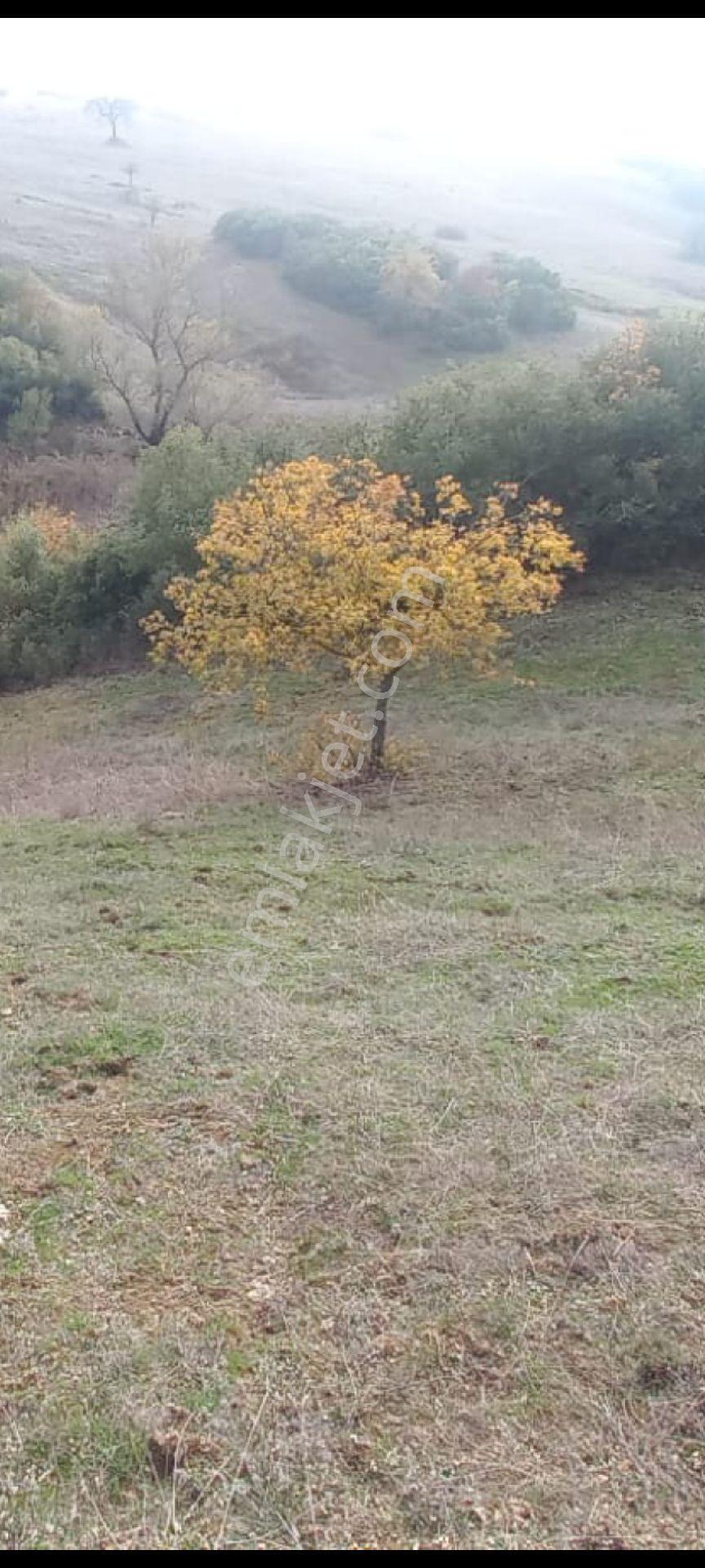 My Ekipden Marmara'nın Egenin İncis Balıkesiri - Görsel 12