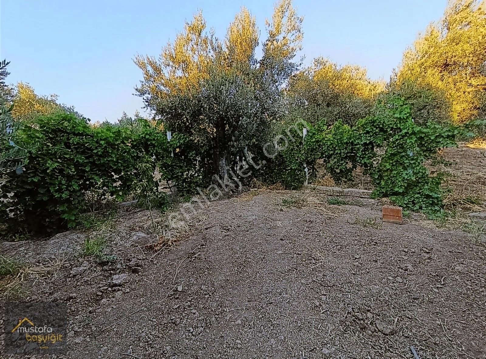 Acil Mustafa Başyiğit Emlaktan Ramiz Park Karşısında Zeytinlik - Görsel 5