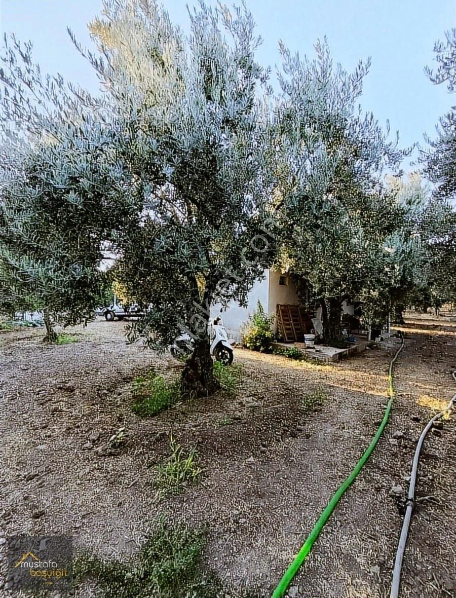 Acil Mustafa Başyiğit Emlaktan Ramiz Park Karşısında Zeytinlik - Görsel 6