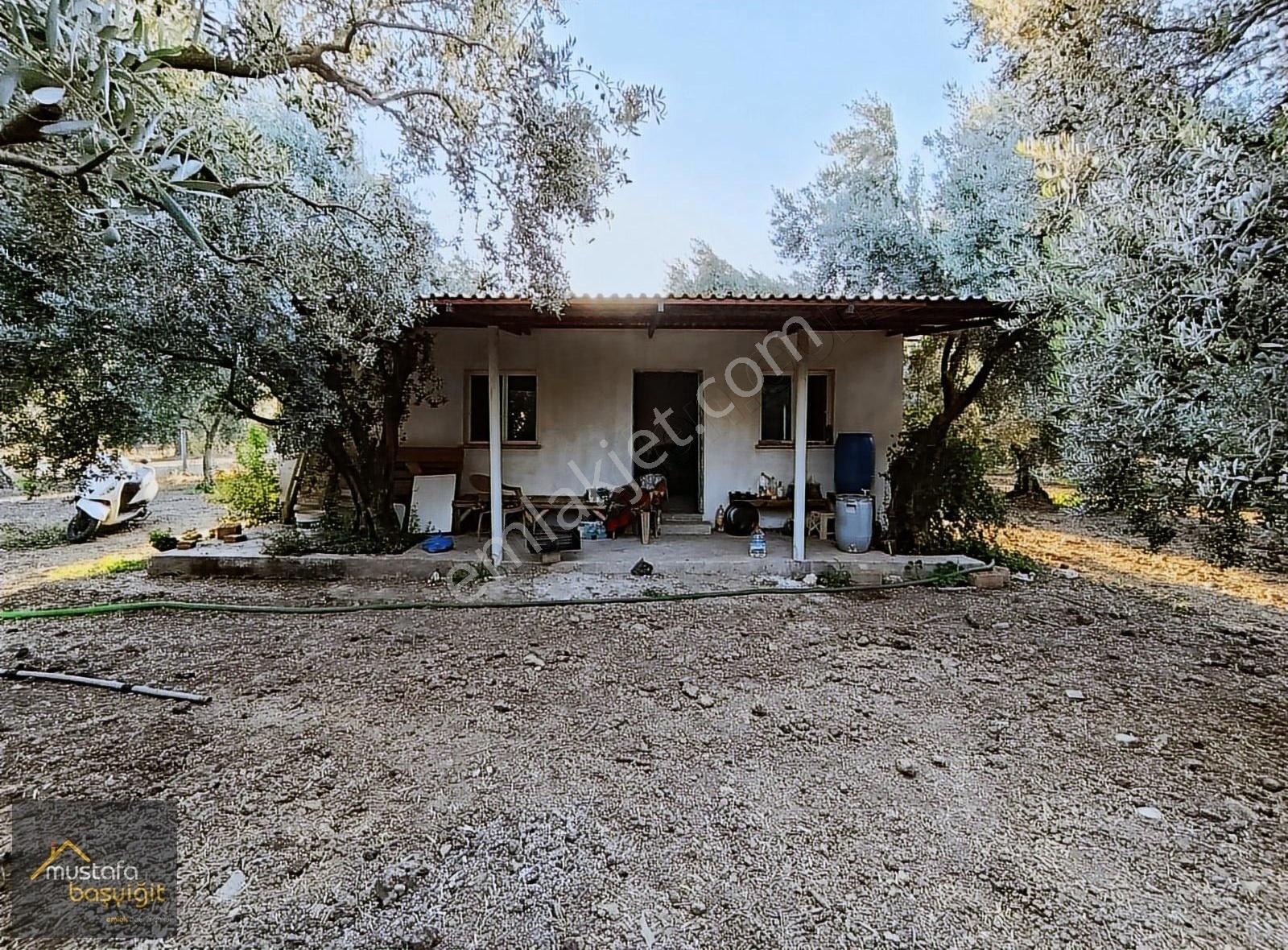 Acil Mustafa Başyiğit Emlaktan Ramiz Park Karşısında Zeytinlik