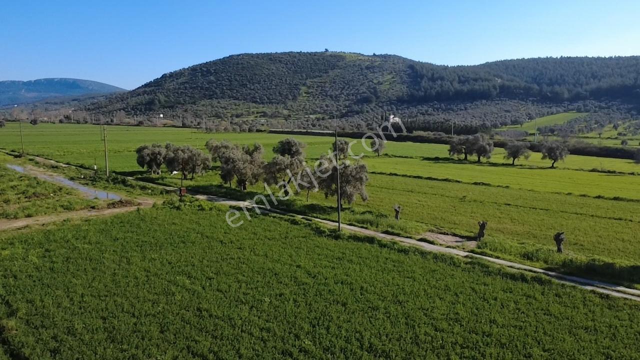 Milas Yakaköy De 5600 M² Yola Sıfır Fırsat Tarla - Görsel 4