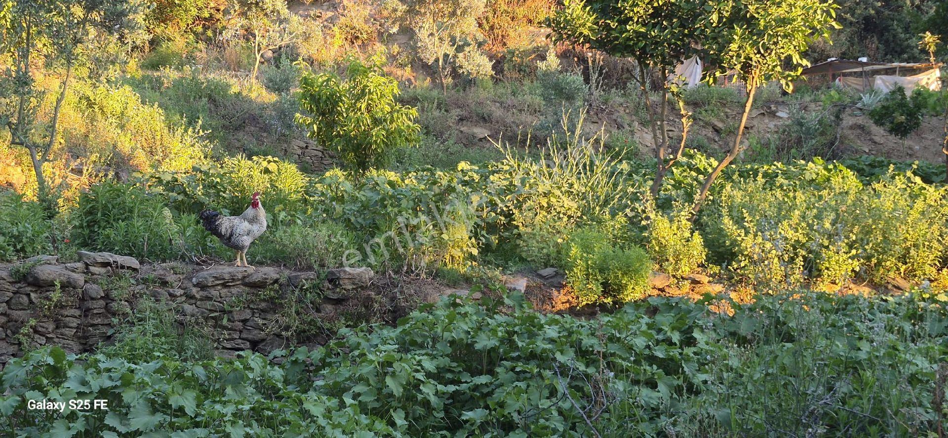 Satılık Köy Evı Kuşadasına 35 Km Yakınlıkda - Görsel 16