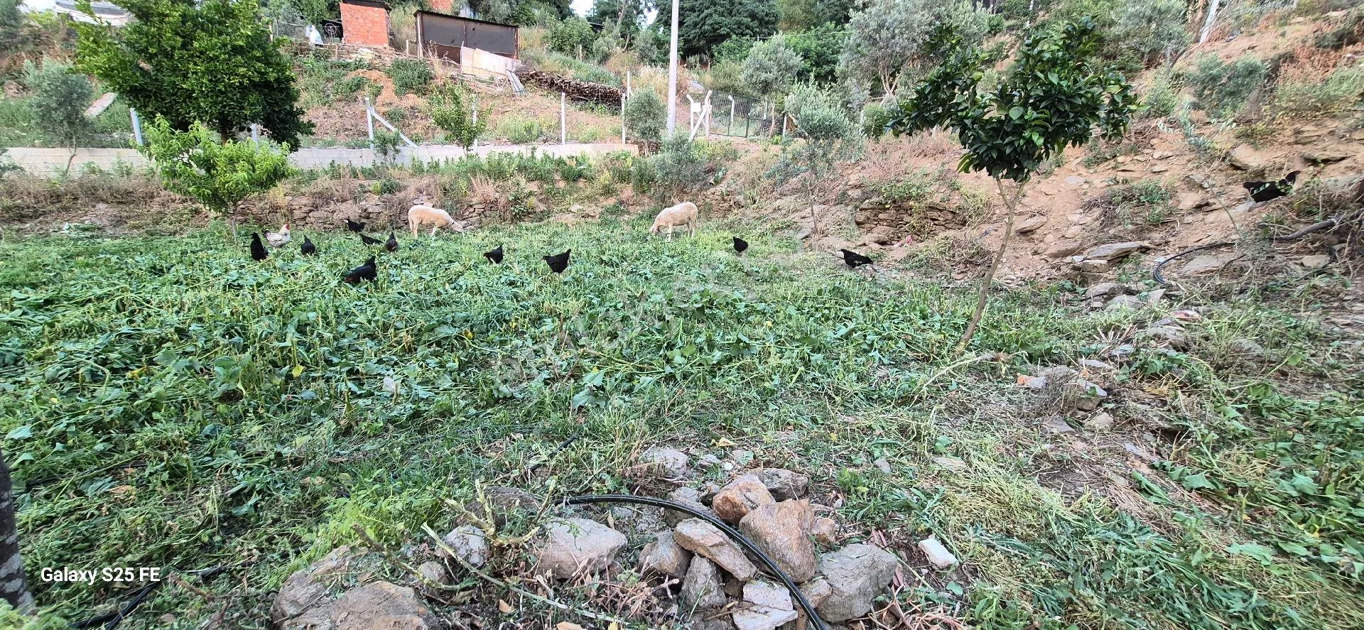 Satılık Köy Evı - Görsel 3