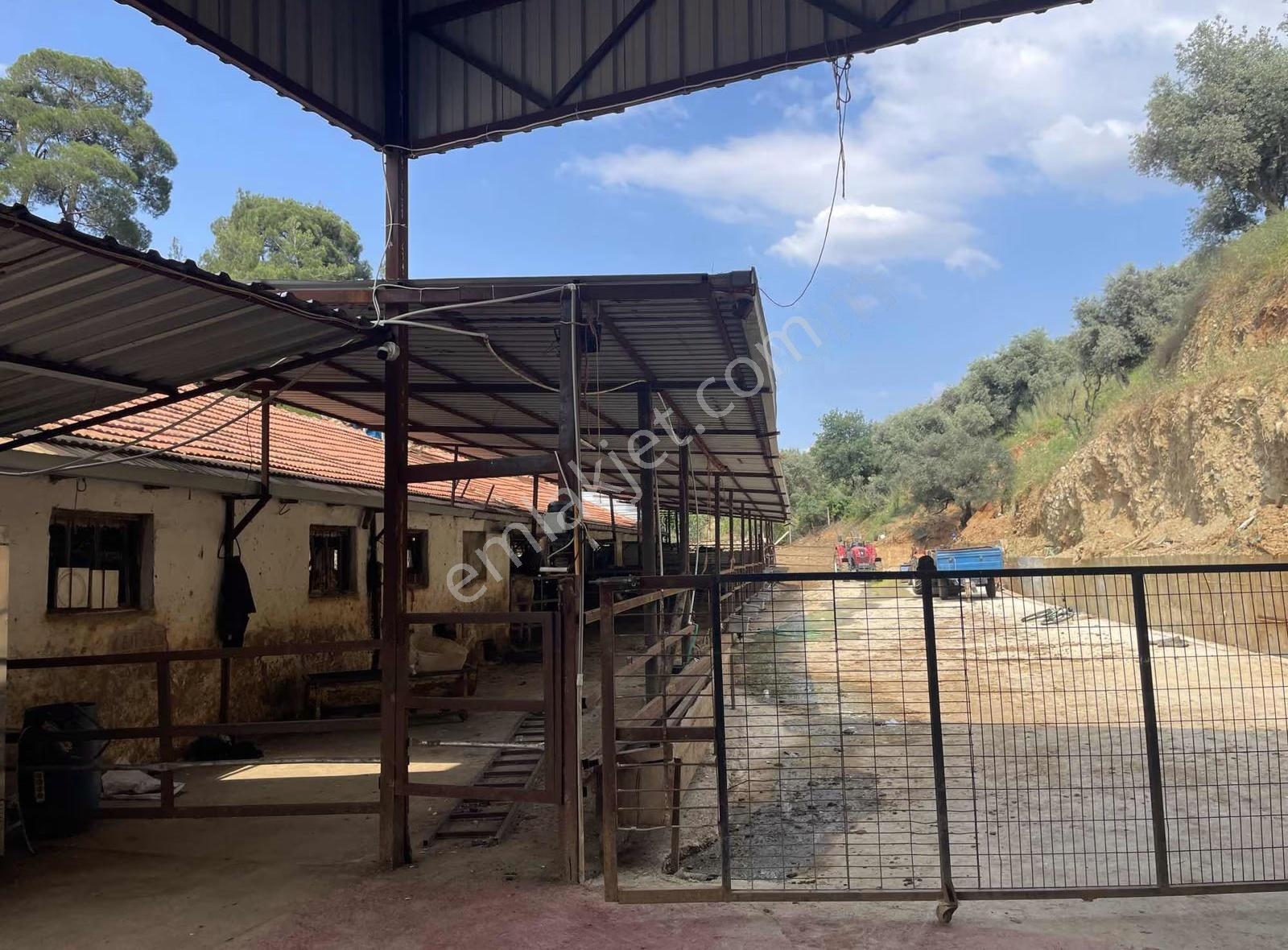 Kemalpaşa Sinancılar Köyünde Satılık Büyük Baş Hayvan Çiftliği - Görsel 8
