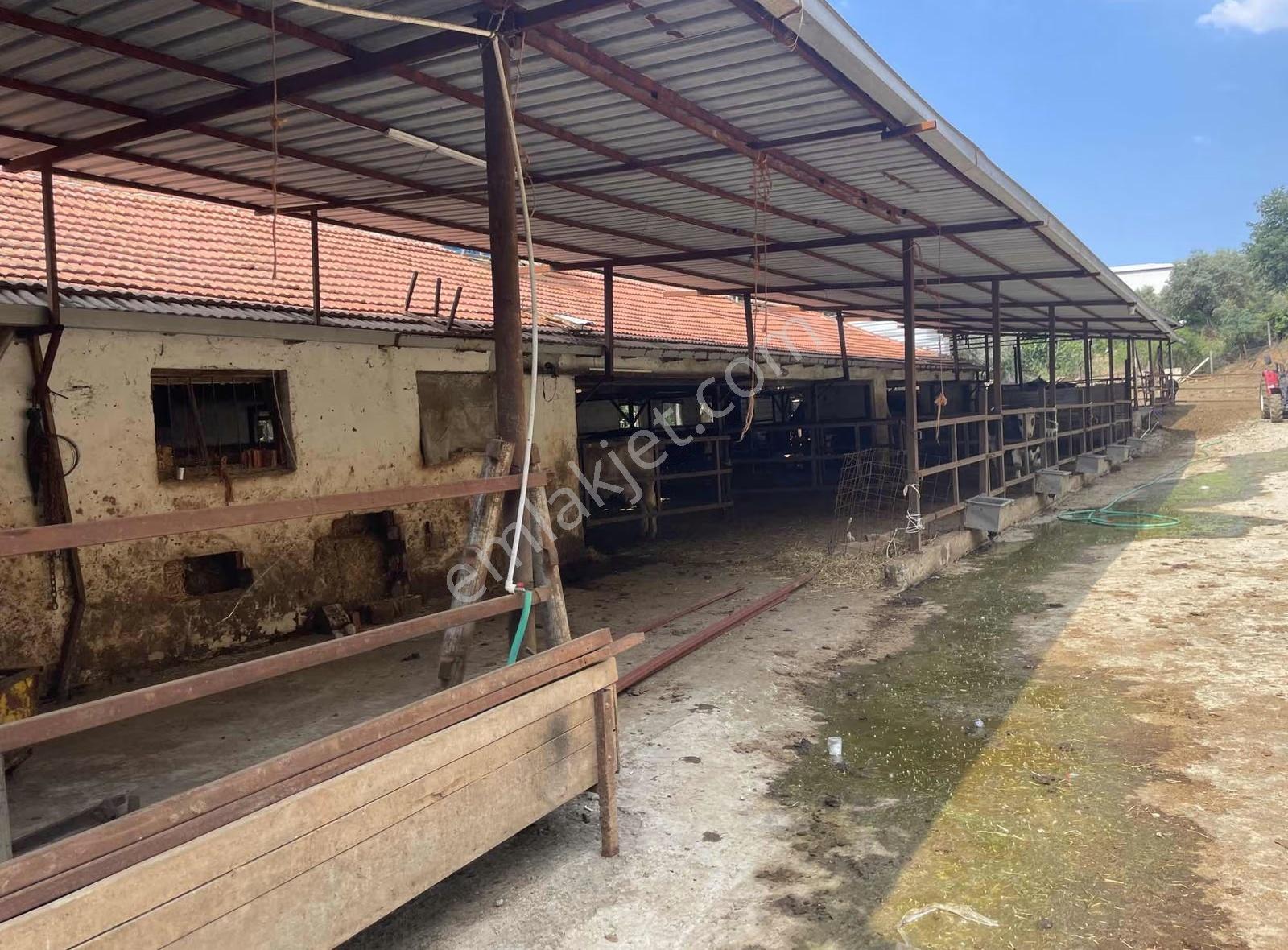 Kemalpaşa Sinancılar Köyünde Satılık Büyük Baş Hayvan Çiftliği - Görsel 3
