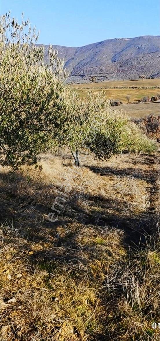 Salihli Beşyol Emlak'tan Satılık 110 Dönüm Zeytinlik Tarla - Görsel 17