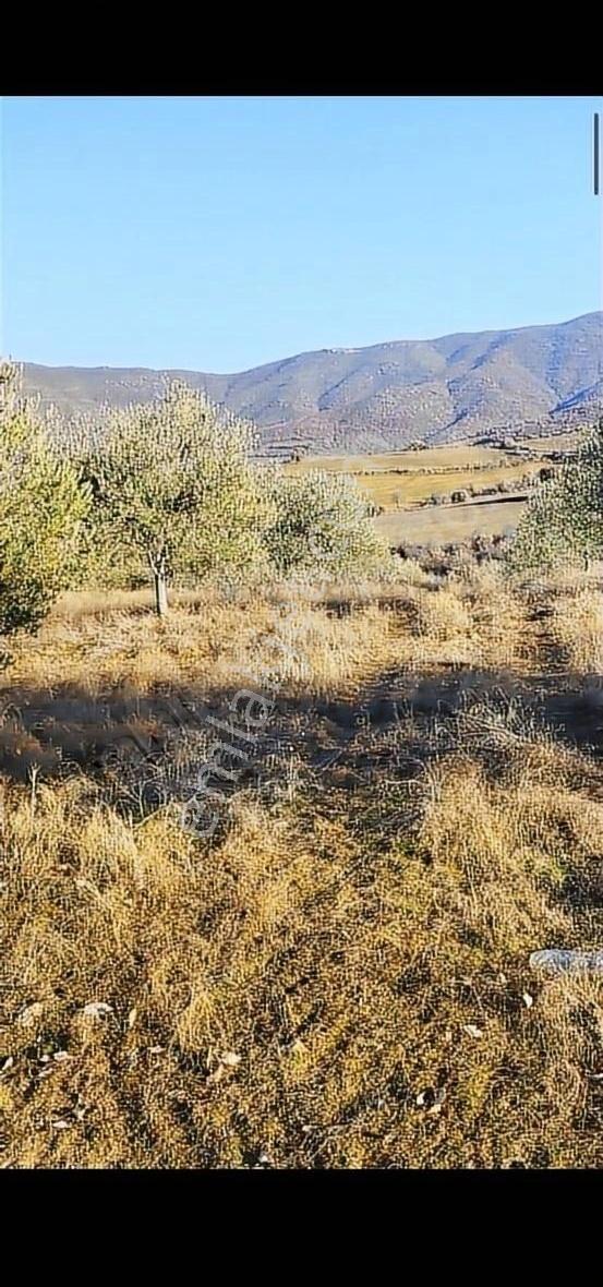 Salihli Beşyol Emlak'tan Satılık 110 Dönüm Zeytinlik Tarla - Görsel 16