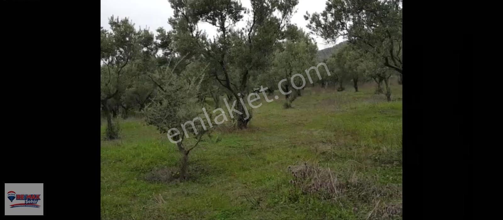 Orhangazi Çakırlı Köy Merkezine Yakın Göl Manzaralı Tarla - Görsel 3