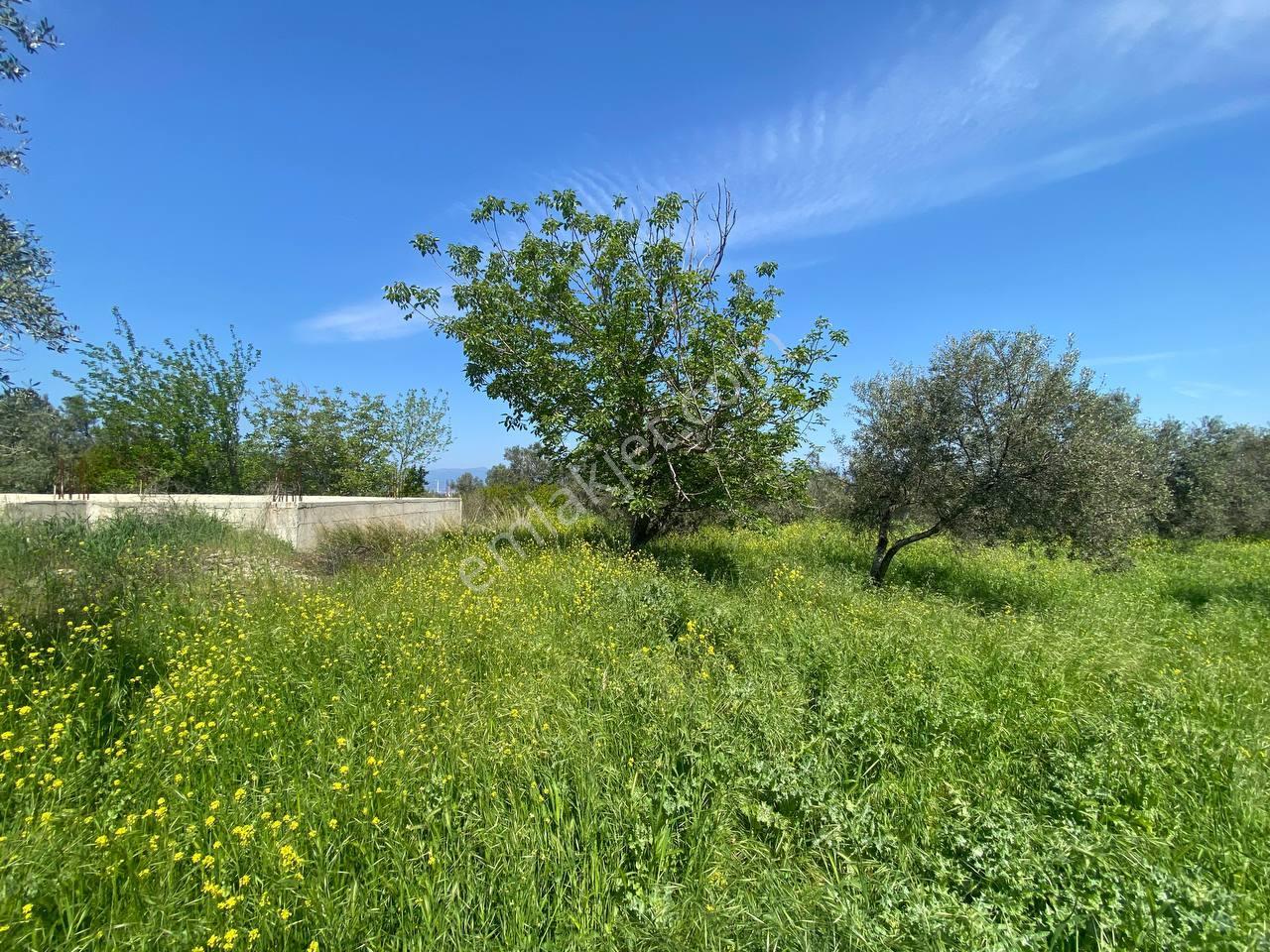 🟥aktiften Taylıelinde 794 M2 Deniz Manzaralı Satılık Zeytinlik - Görsel 23