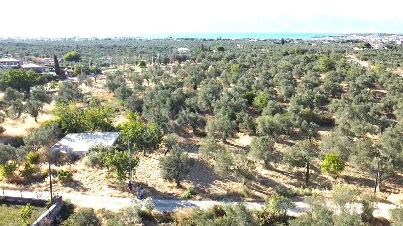 🟥aktiften Taylıelinde 794 M2 Deniz Manzaralı Satılık Zeytinlik - Görsel 2