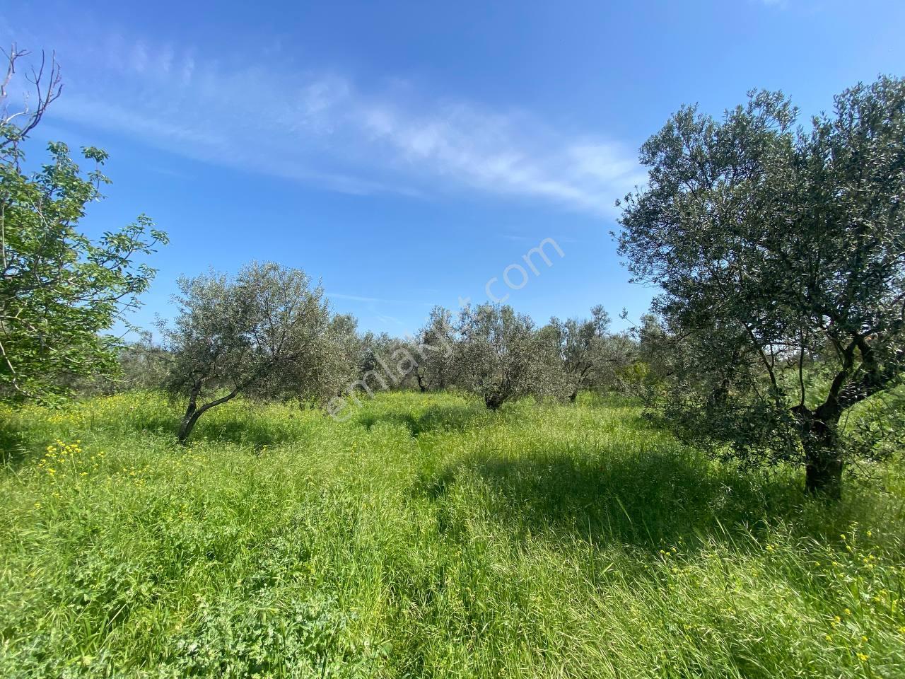 🟥aktiften Taylıelinde 794 M2 Deniz Manzaralı Satılık Zeytinlik - Görsel 27