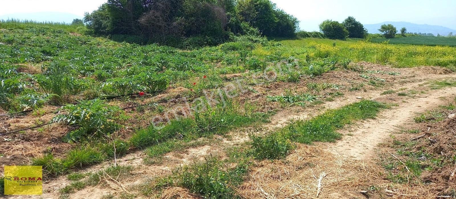 Roma' Dan Süpürtü Mh' De Satılık Tarla