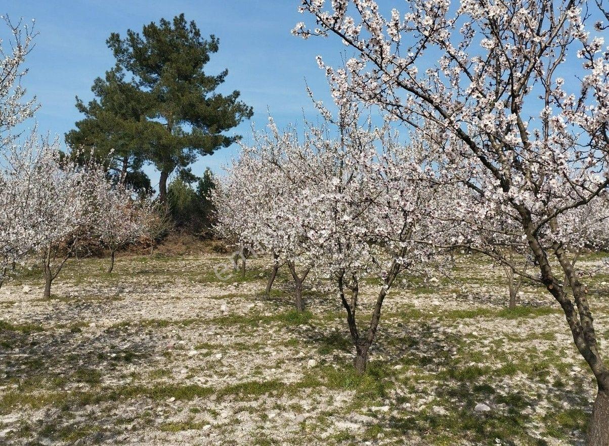 Re/max İnci'den Savaştepe Karaçam Mah. Satılık Bademlik - Görsel 24