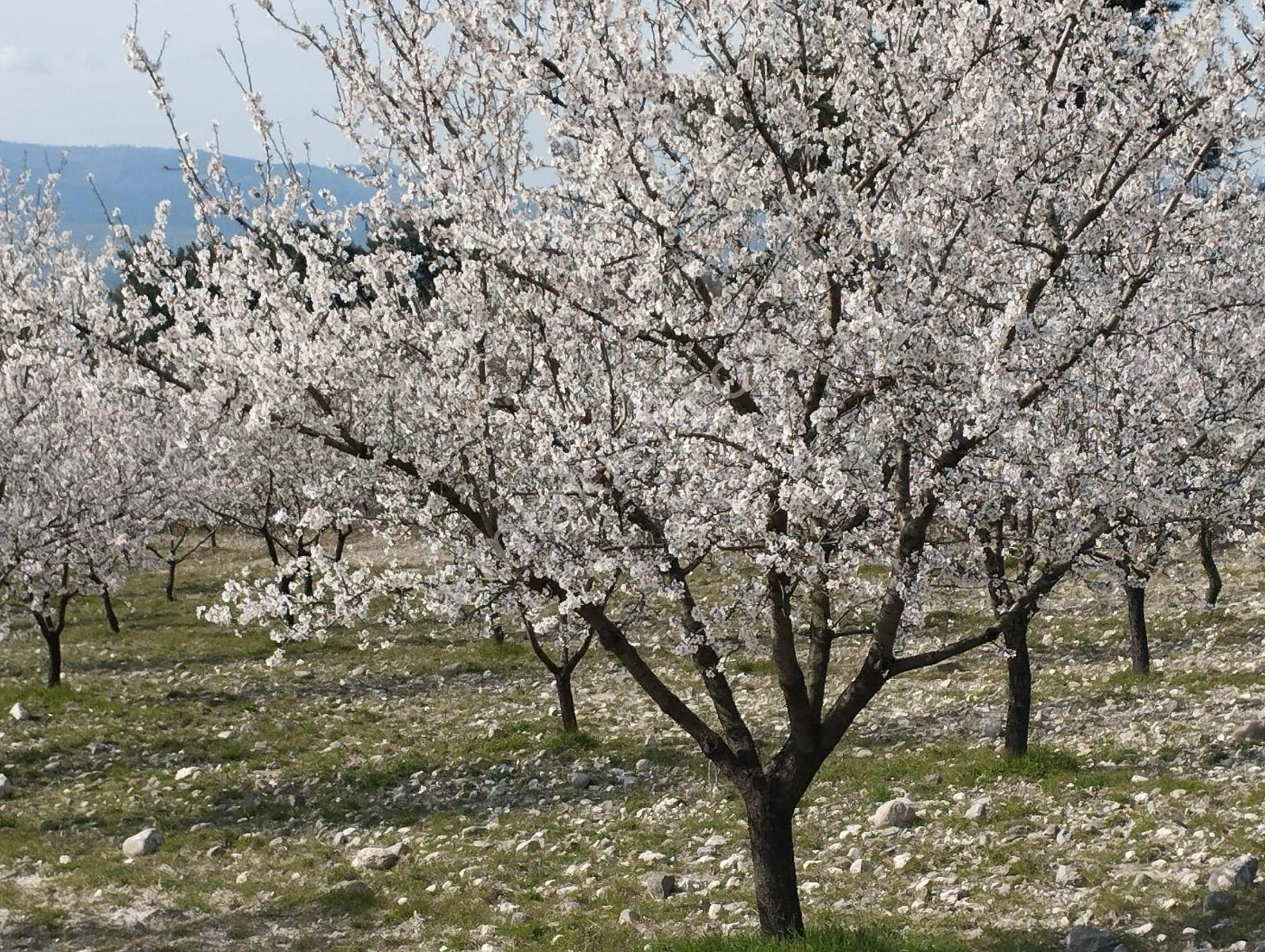 Re/max İnci'den Savaştepe Karaçam Mah. Satılık Bademlik - Görsel 26