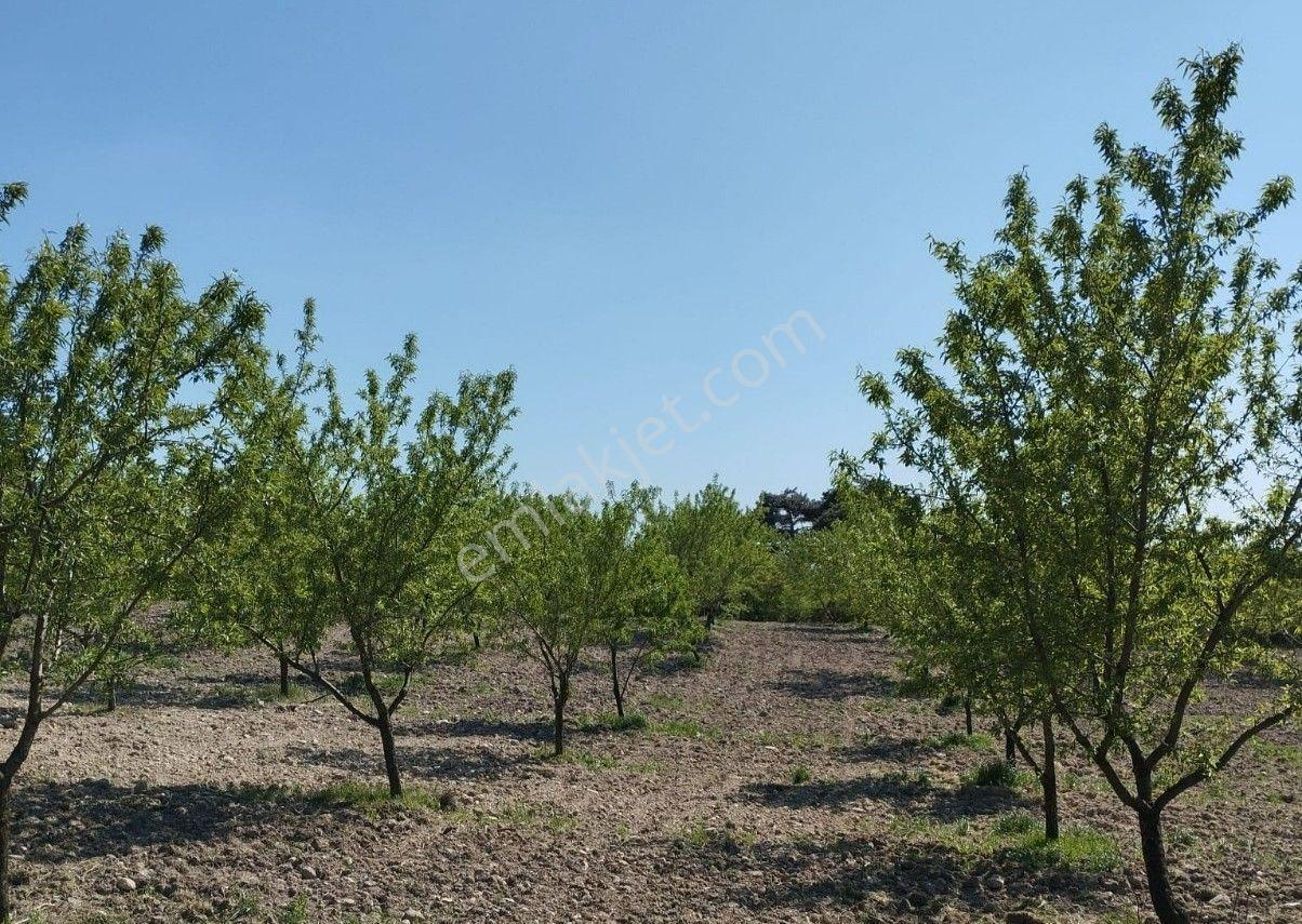 Re/max İnci'den Savaştepe Karaçam Mah. Satılık Bademlik - Görsel 22