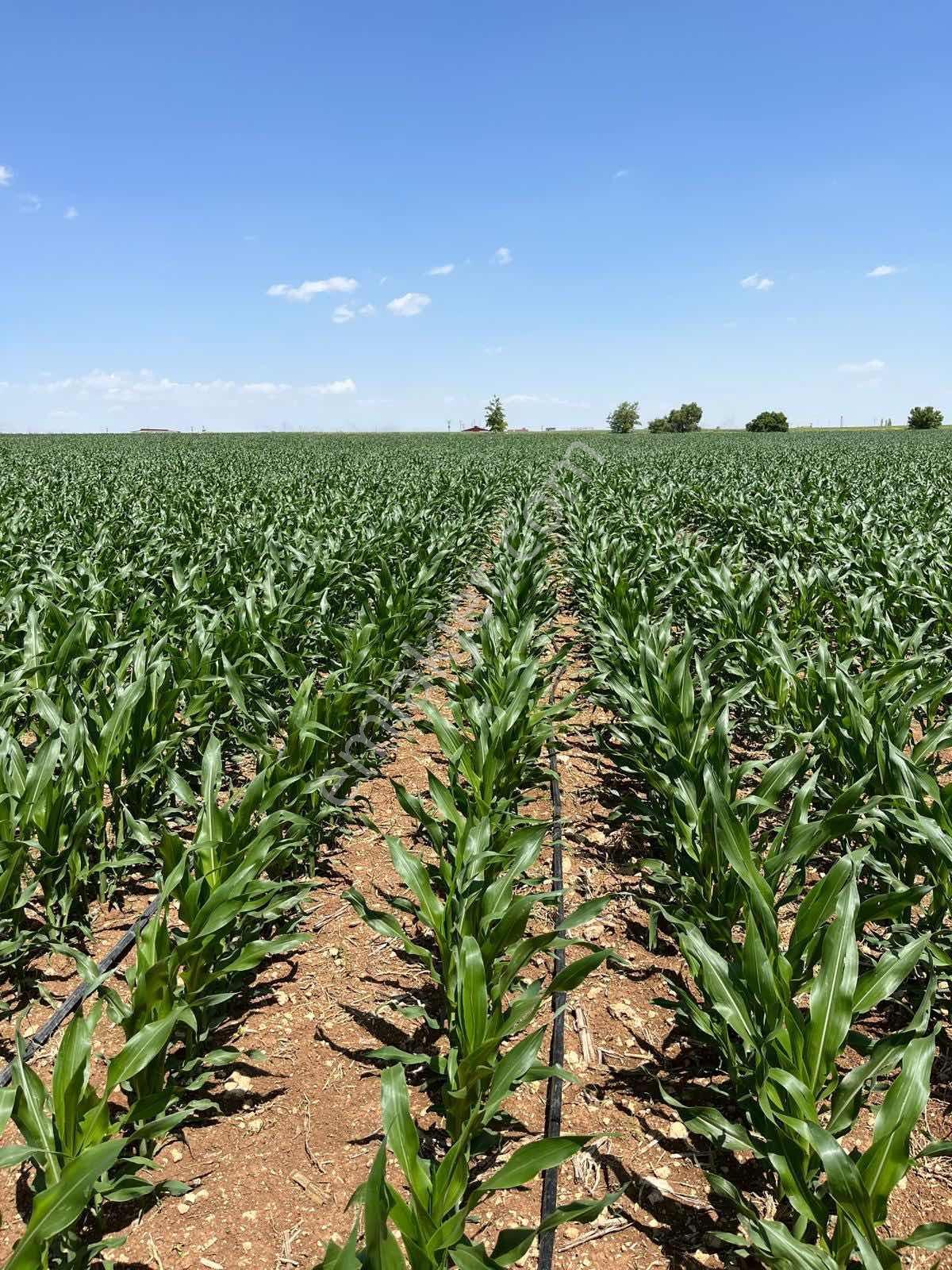 İçeri Çumra Satılık 44.744m2 Tarla