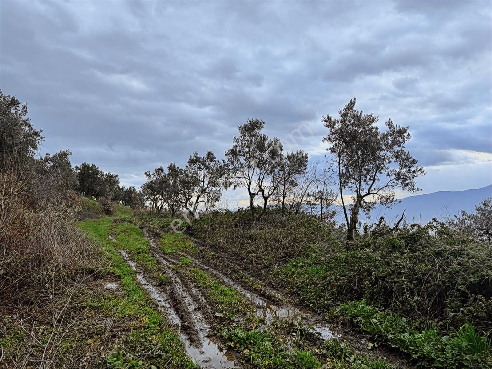 Beka Gayrimenkul'den Fındıklı'da 1691 M2 Göl Manzaralı Tarla - Görsel 11