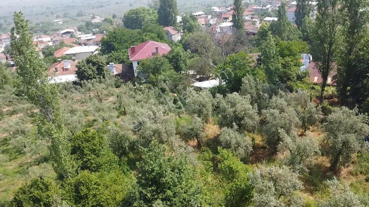 Beka 'dan Gürle'de 336 M² İmar Planı İçerisinde Zeytinlik - Görsel 20