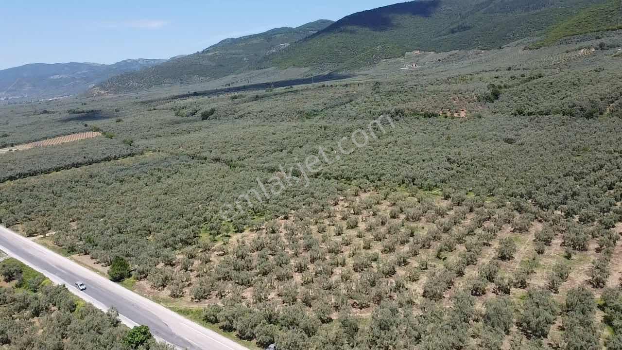 Beka'dan Keramet Köyü İznik Asfaltına Cephe 12465 M² Zeytinlik - Görsel 12