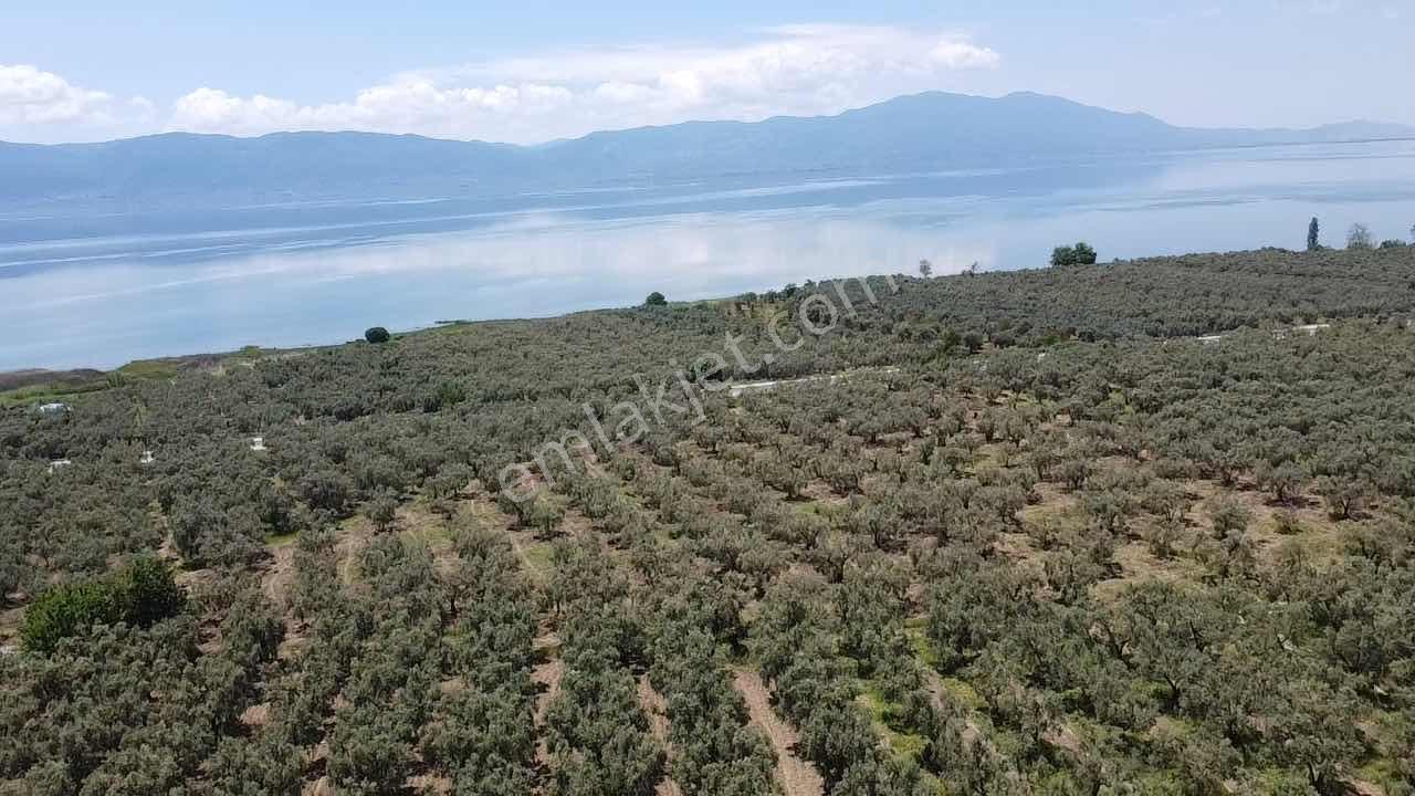 Beka'dan Keramet Köyü İznik Asfaltına Cephe 12465 M² Zeytinlik - Görsel 17