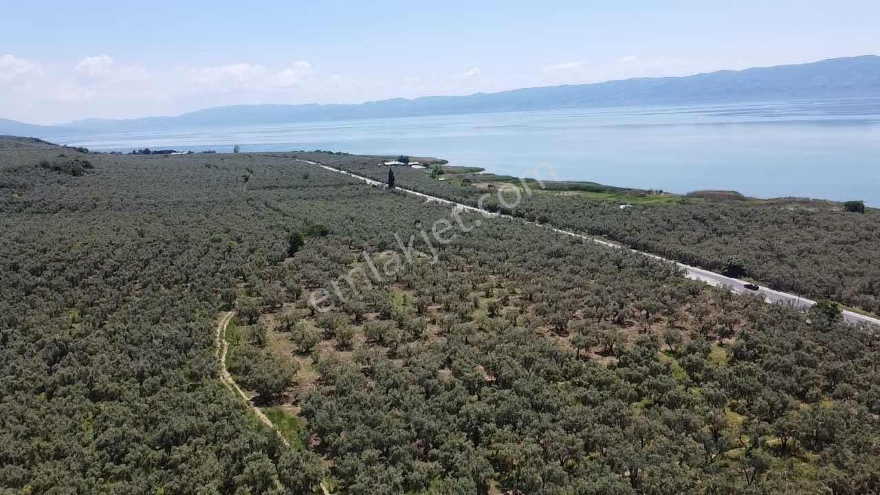 Beka'dan Keramet Köyü İznik Asfaltına Cephe 12465 M² Zeytinlik - Görsel 22