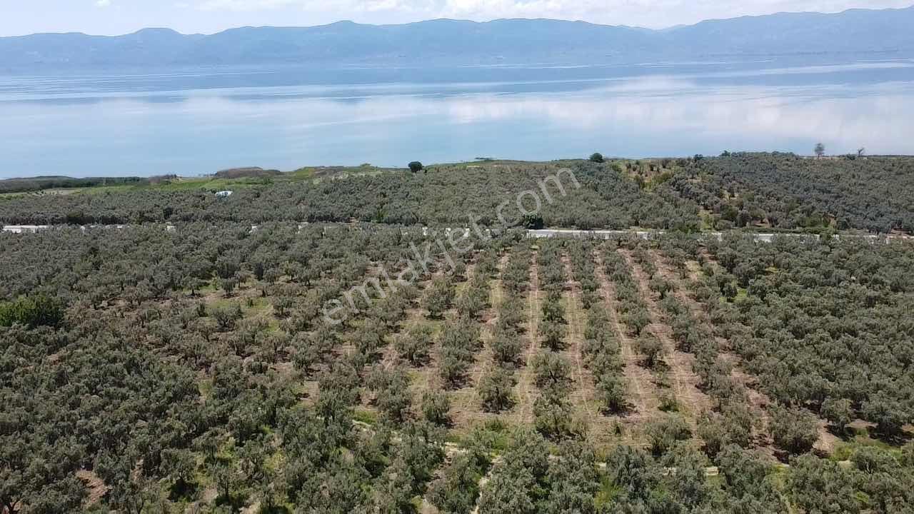 Beka'dan Keramet Köyü İznik Asfaltına Cephe 12465 M² Zeytinlik - Görsel 18