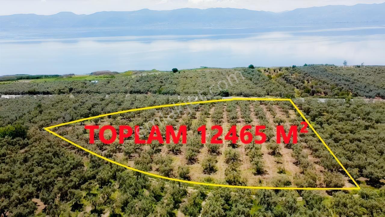 Beka'dan Keramet Köyü İznik Asfaltına Cephe 12465 M² Zeytinlik