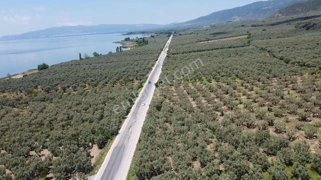 Beka'dan Keramet Köyü İznik Asfaltına Cephe 12465 M² Zeytinlik - Görsel 15