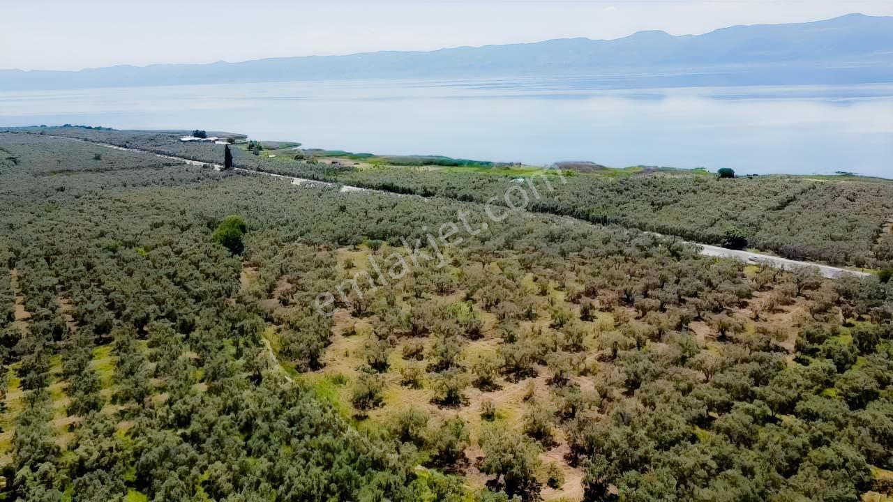 Beka'dan Keramet Köyü İznik Asfaltına Cephe 12465 M² Zeytinlik - Görsel 21