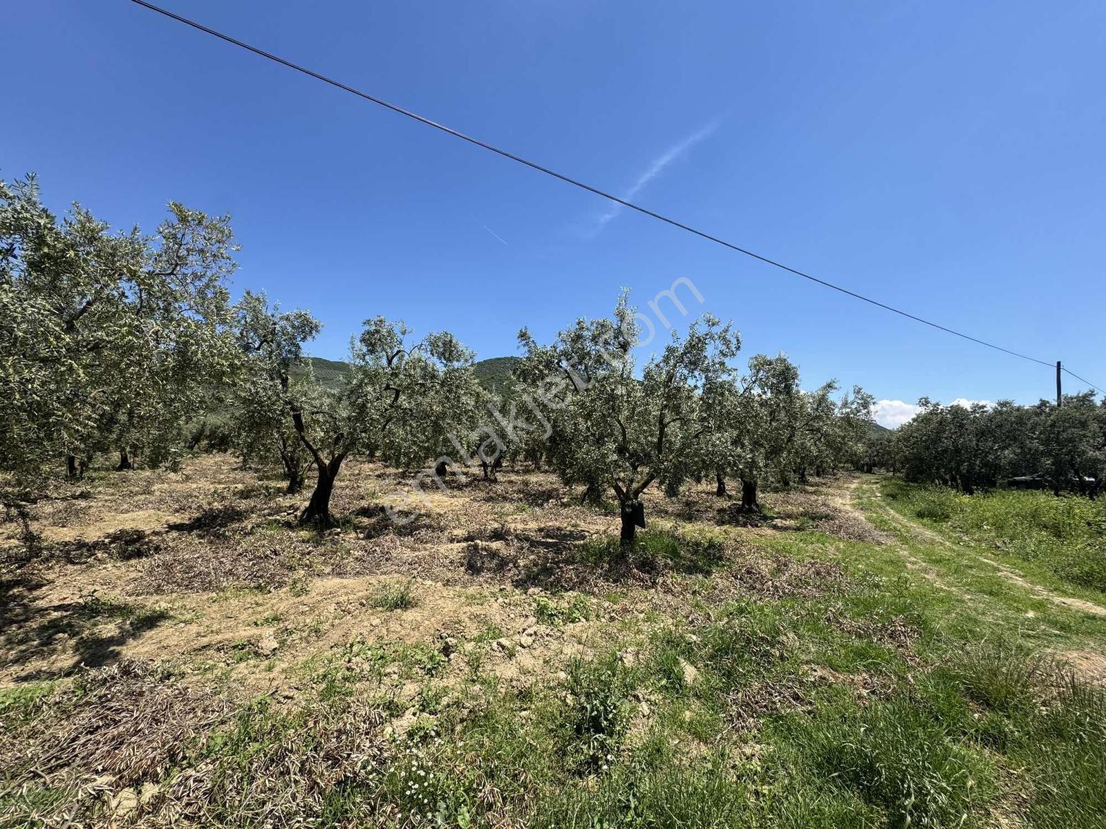 Beka'dan Keramet Köyü İznik Asfaltına Cephe 12465 M² Zeytinlik - Görsel 30