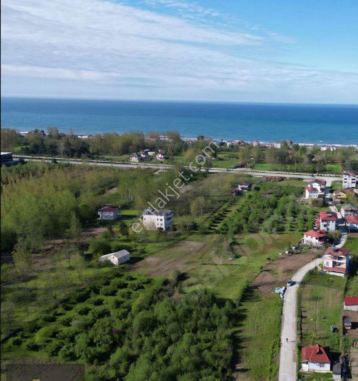 Samsun Terme'de 7.690 M² Konut İmarlı Arsa - Görsel 3