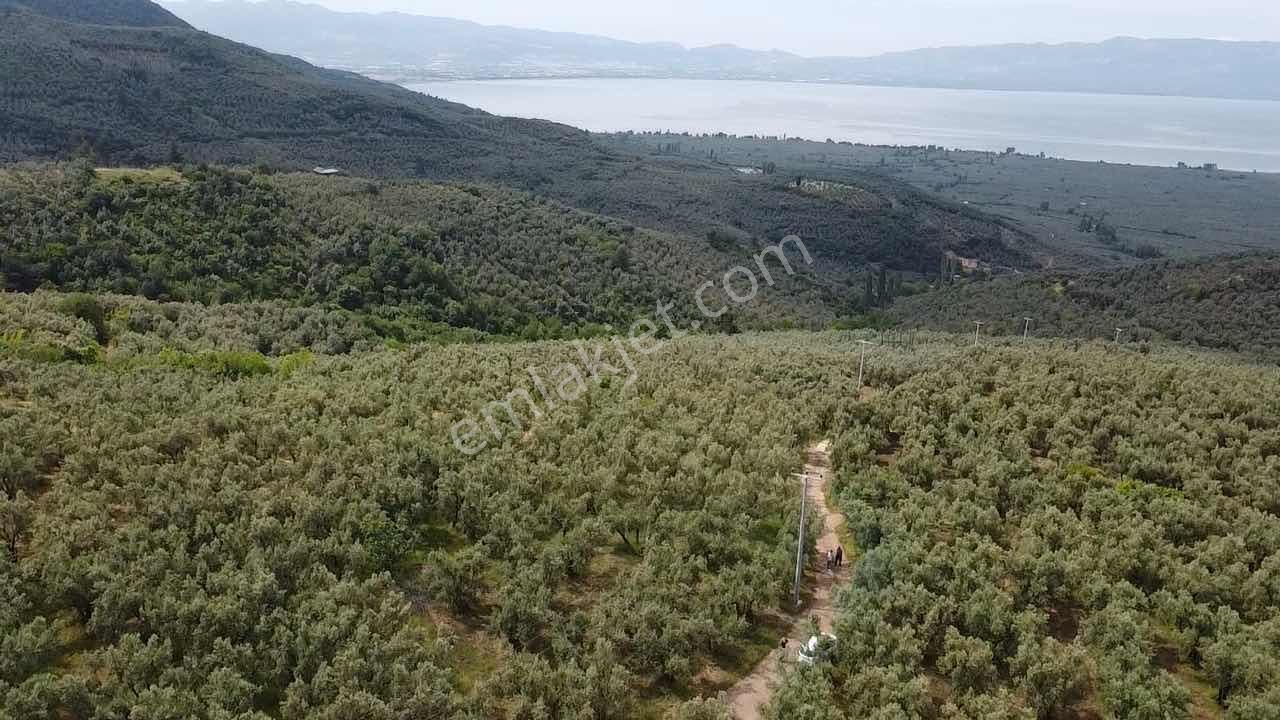 Beka Gayrimenkul'den Yenisölöz'de 506 M2 Yola Cephe Zeytinlik - Görsel 28