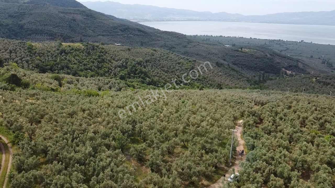 Beka Gayrimenkul'den Yenisölöz'de 506 M2 Yola Cephe Zeytinlik - Görsel 10