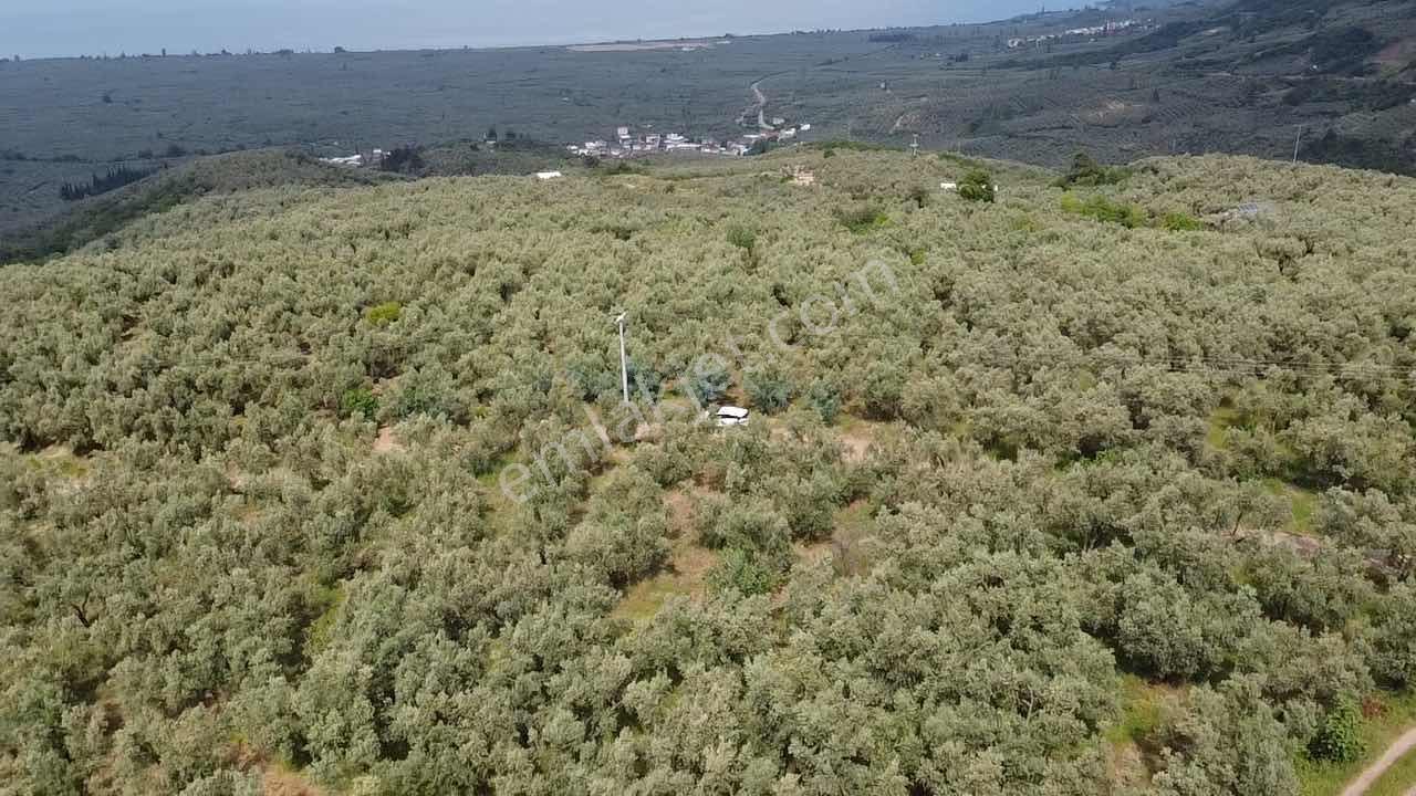 Beka Gayrimenkul'den Yenisölöz'de 506 M2 Yola Cephe Zeytinlik - Görsel 16