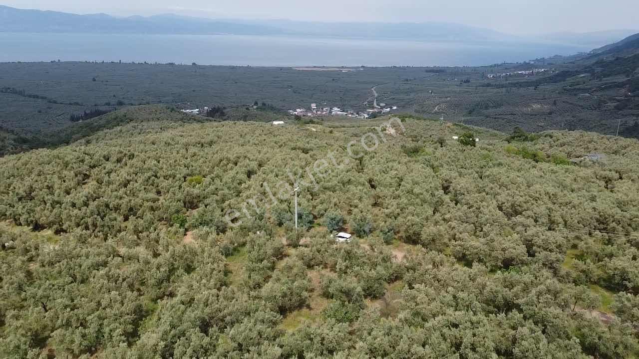 Beka Gayrimenkul'den Yenisölöz'de 506 M2 Yola Cephe Zeytinlik - Görsel 30
