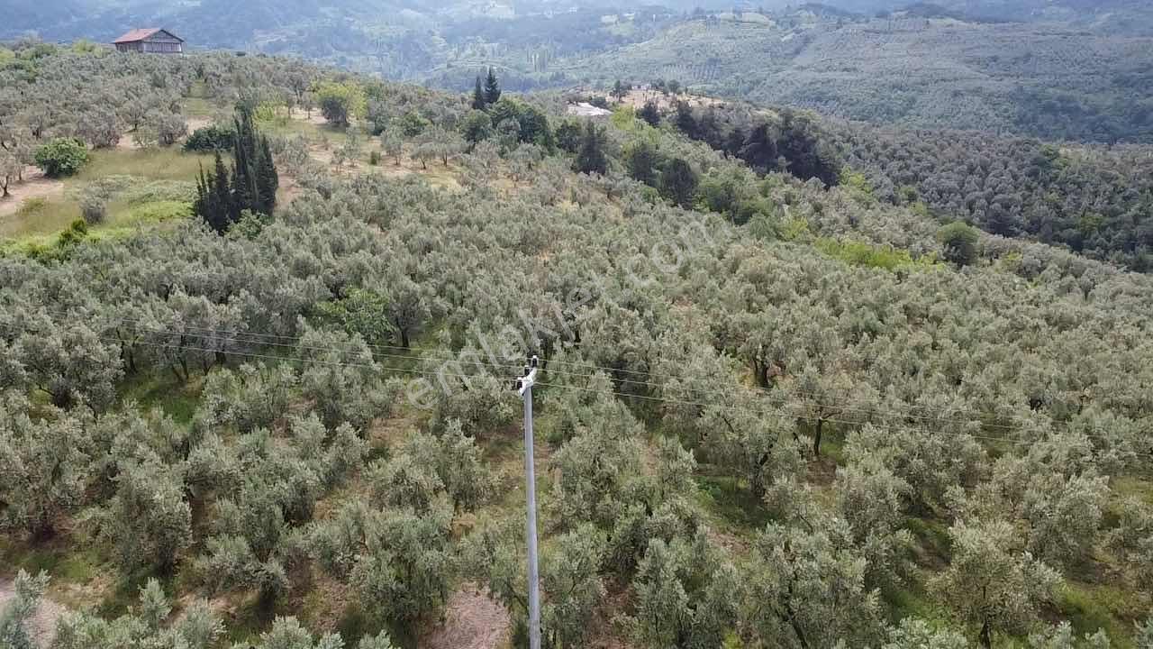 Beka Gayrimenkul'den Yenisölöz'de 506 M2 Yola Cephe Zeytinlik - Görsel 7