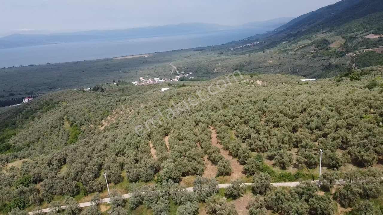 Beka Gayrimenkul'den Yenisölöz'de 506 M2 Yola Cephe Zeytinlik - Görsel 20
