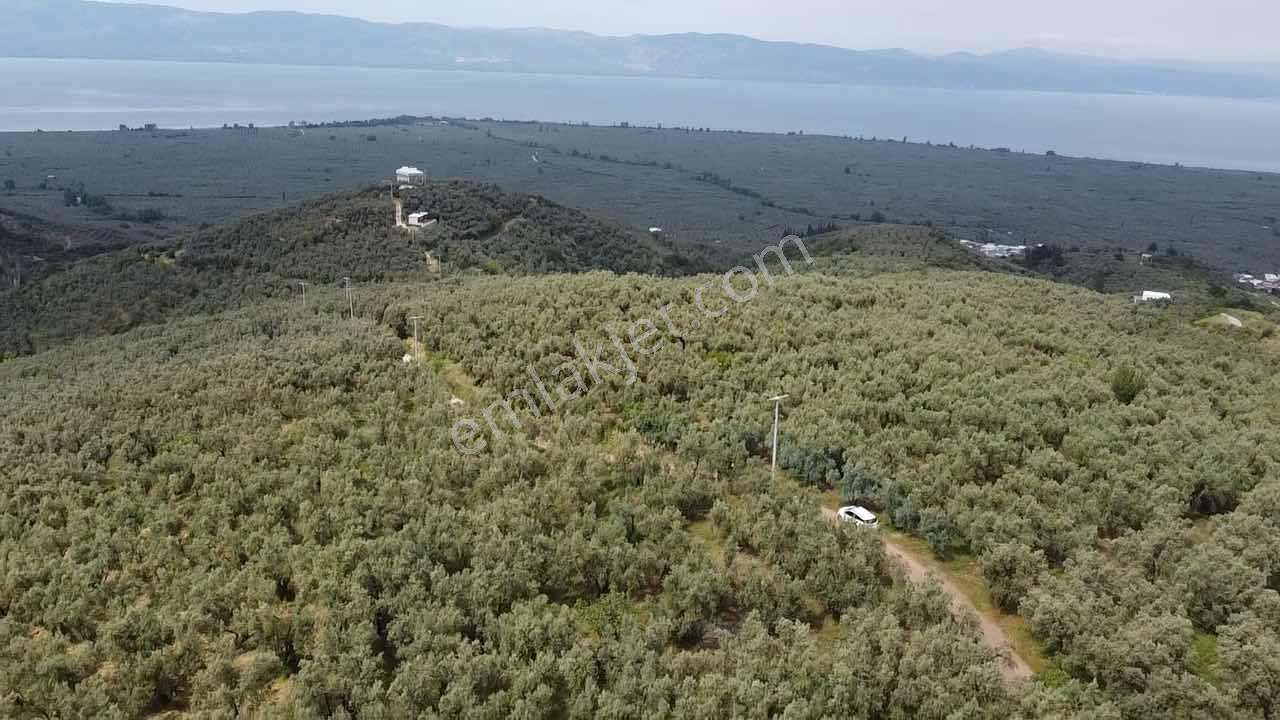 Beka Gayrimenkul'den Yenisölöz'de 506 M2 Yola Cephe Zeytinlik - Görsel 14