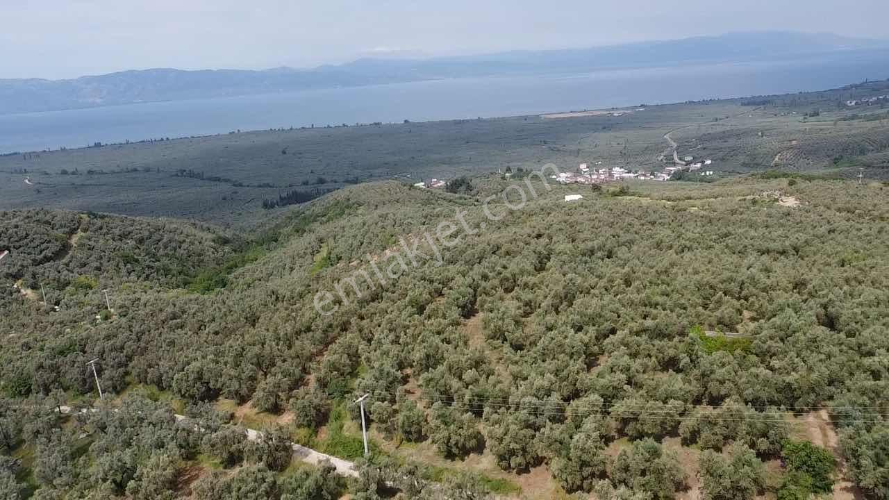 Beka Gayrimenkul'den Yenisölöz'de 506 M2 Yola Cephe Zeytinlik - Görsel 17