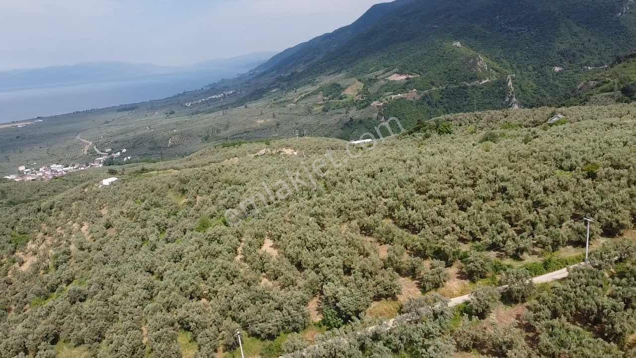Beka Gayrimenkul'den Yenisölöz'de 506 M2 Yola Cephe Zeytinlik - Görsel 21