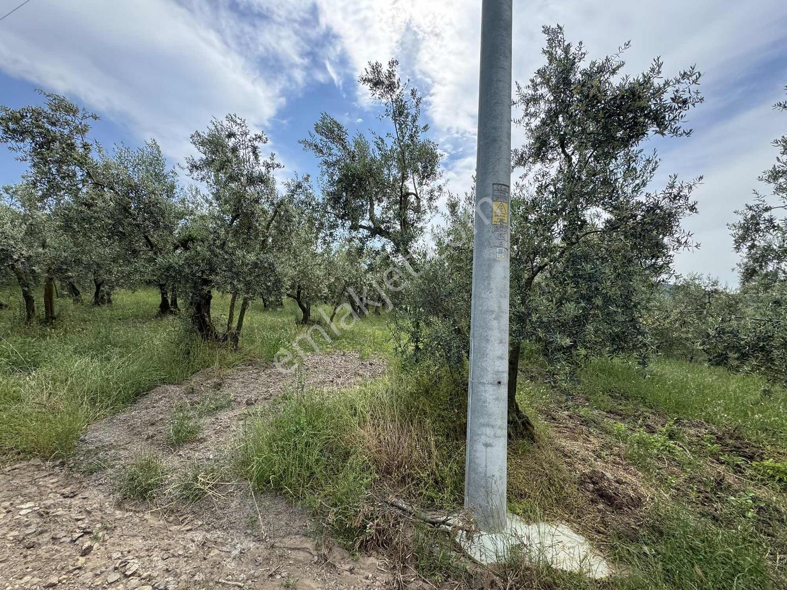 Beka Gayrimenkul'den Yenisölöz'de 506 M2 Yola Cephe Zeytinlik - Görsel 27