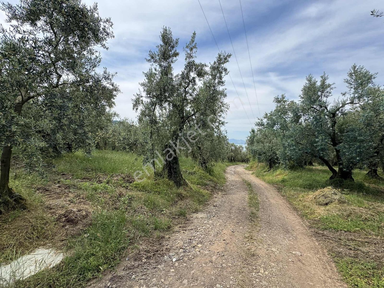 Beka Gayrimenkul'den Yenisölöz'de 506 M2 Yola Cephe Zeytinlik - Görsel 32