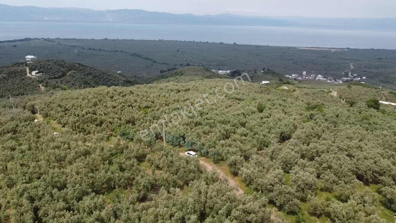 Beka Gayrimenkul'den Yenisölöz'de 506 M2 Yola Cephe Zeytinlik - Görsel 12
