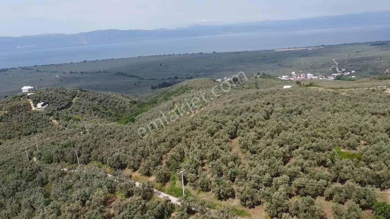 Beka Gayrimenkul'den 2 Tapu 2703 M² Göl Manzaralı Zeytinlik - Görsel 9