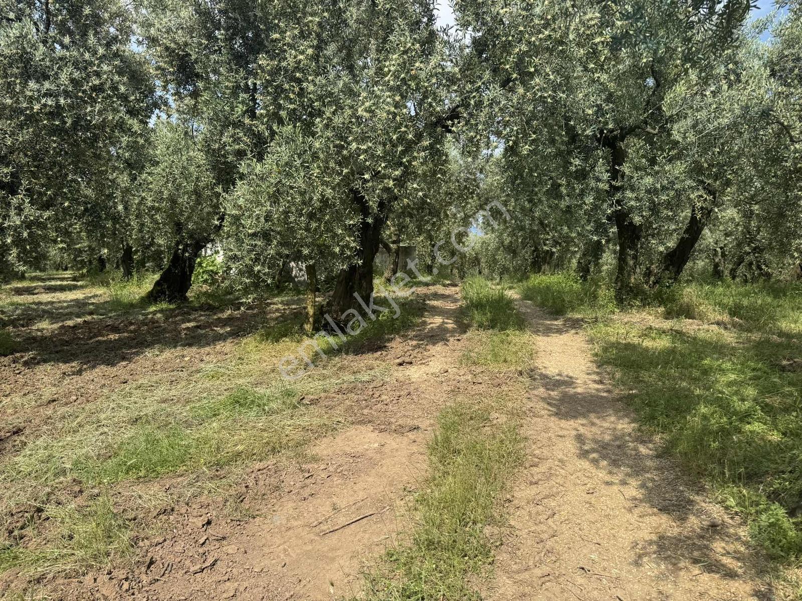 Beka Gayrimenkul'den 2 Tapu 2703 M² Göl Manzaralı Zeytinlik - Görsel 6
