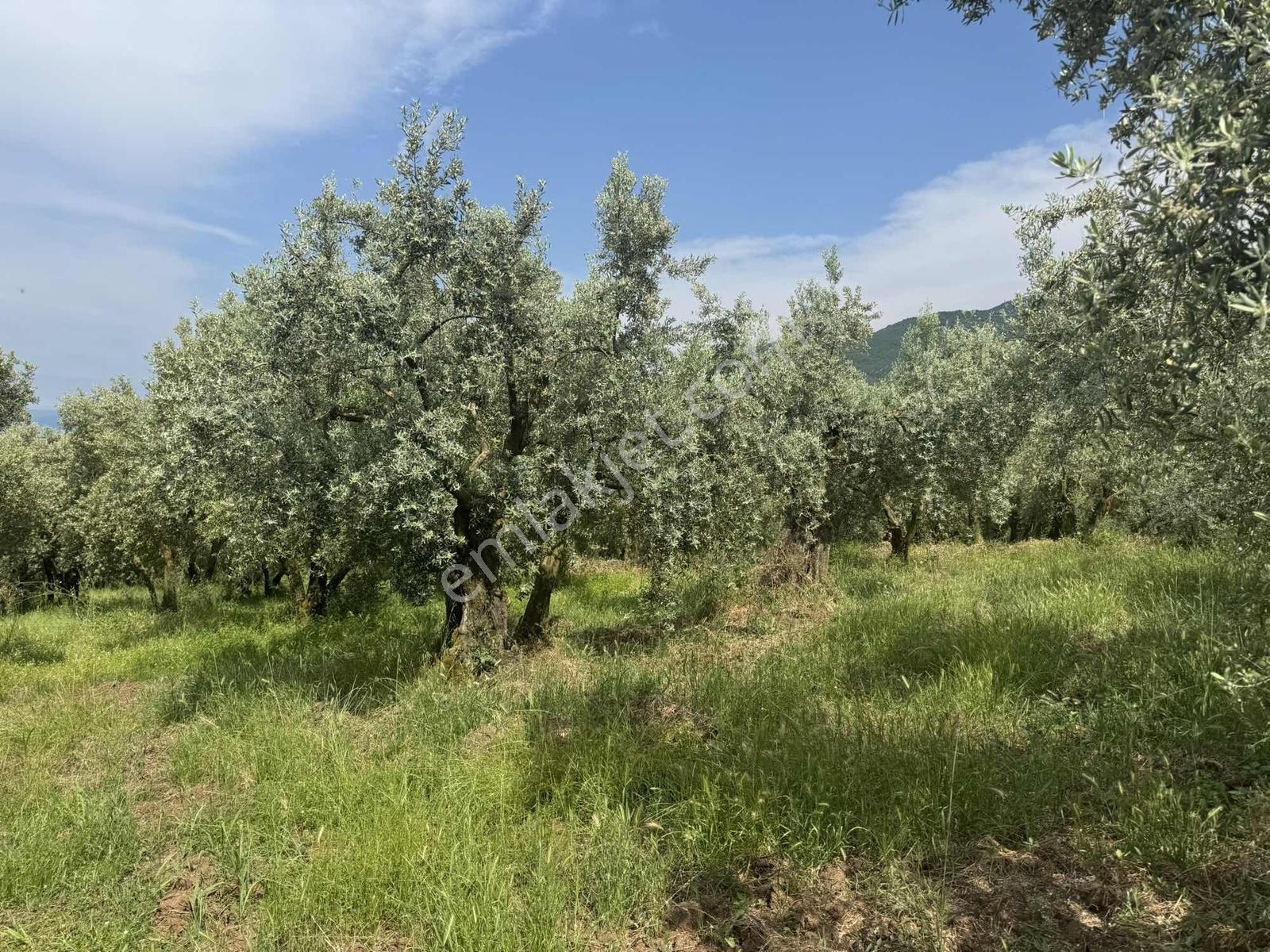 Beka Gayrimenkul'den 2 Tapu 2703 M² Göl Manzaralı Zeytinlik - Görsel 21